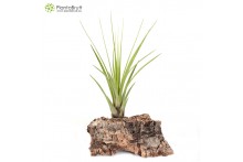 Tillandsia tricolor L