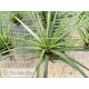 Tillandsia tricolor XL