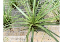 Tillandsia tricolor XL
