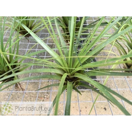 Tillandsia tricolor XL