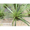 Tillandsia tricolor XL