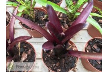 Neoregelia Tar Baby
