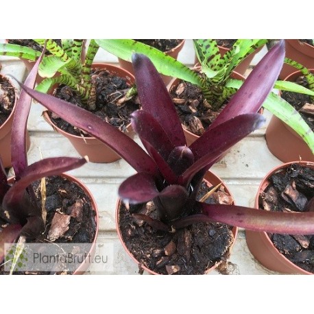 Neoregelia Tar Baby