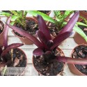 Neoregelia Tar Baby
