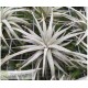 Tillandsia mauryana