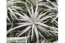 Tillandsia mauryana