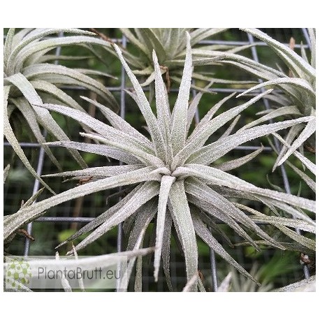 Tillandsia mauryana