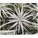 Tillandsia mauryana