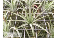 Tillandsia ionantha x brachycaulos