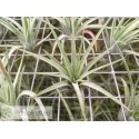 Tillandsia Victoria (ionantha x brachycaulos)