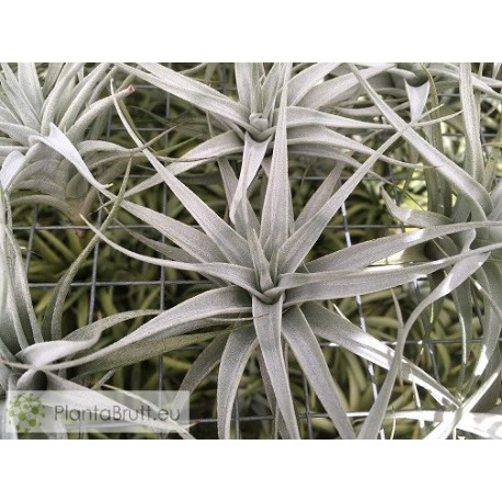 Tillandsia albida M
