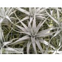 Tillandsia albida M