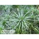Tillandsia tenuifolia var. varginata x caulescens