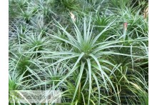 Tillandsia tenuifolia var. vaginata x caulescens L