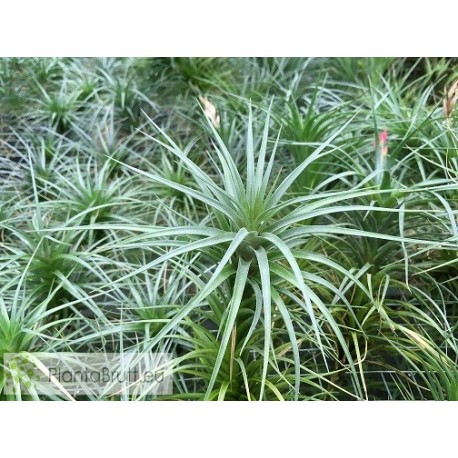 Tillandsia tenuifolia var. varginata x caulescens