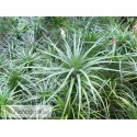 Tillandsia tenuifolia var. vaginata x caulescens L