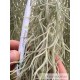 Tillandsia usneoides Mexico