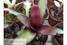 Neoregelia Black Devil