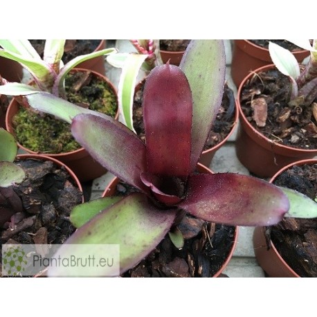 Neoregelia Black Devil