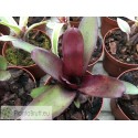 Neoregelia Black Devil