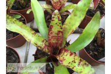 Neoregelia Monkey Business