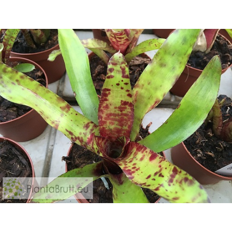 Neoregelia Monkey Business