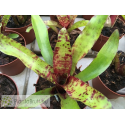 Neoregelia Monkey Business
