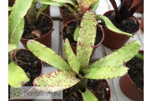 Neoregelia ampullacea San Diego