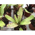 Neoregelia ampullacea San Diego