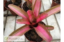 Neoregelia Norris