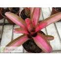 Neoregelia Norris