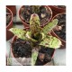 Neoregelia ampullacea x pauciflora
