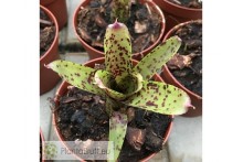 Neoregelia ampullacea x pauciflora