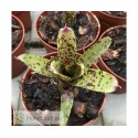 Neoregelia ampullacea x pauciflora
