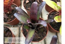 Neoregelia Sooty