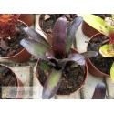 Neoregelia Sooty