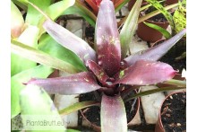 Neoregelia Walking Tall x abendrothae