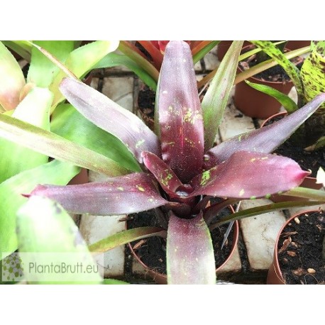 Neoregelia Walking Tall x abendrothae