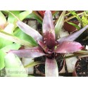 Neoregelia Walking Tall x abendrothae