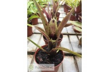 Neoregelia wilsoniana x pauciflora