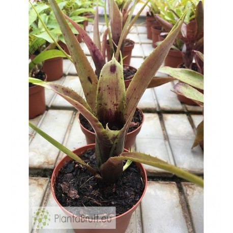 Neoregelia wilsoniana x pauciflora