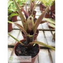 Neoregelia wilsoniana x pauciflora