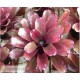 Neoregelia Purple Star x Fireball