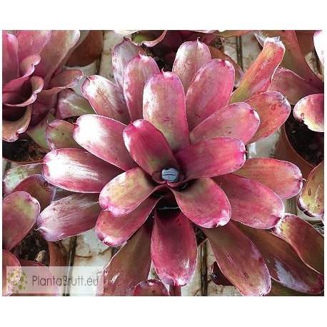 Neoregelia Purple Star x Fireball