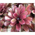 Neoregelia Purple Star x Fireball