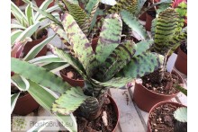 Neoregelia clarise x lilliputeana