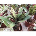 Neoregelia clarise x lilliputeana