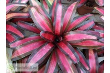 Neoregelia Pemiento