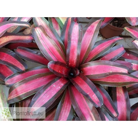 Neoregelia Pemiento