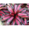 Neoregelia Pemiento